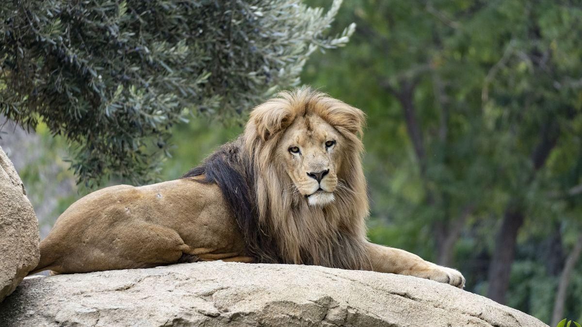 BIOPARC València recrea el corazón de los hábitats naturales africanos más espectaculares.