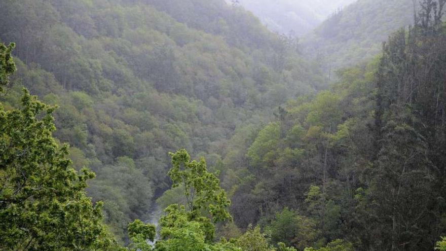 Vista del cañón del río Eume, en el parque natural de las Fragas do Eume. carlos pardellas