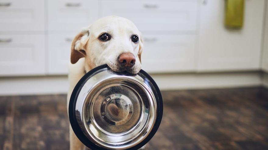 El motivo por el que mezclar pienso y comida casera para tu perro no es buena idea