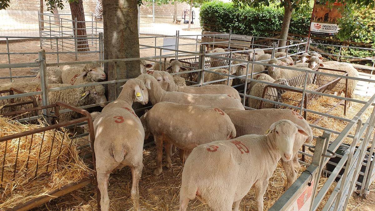 Ganado selecto de la Diputación de Badajoz.