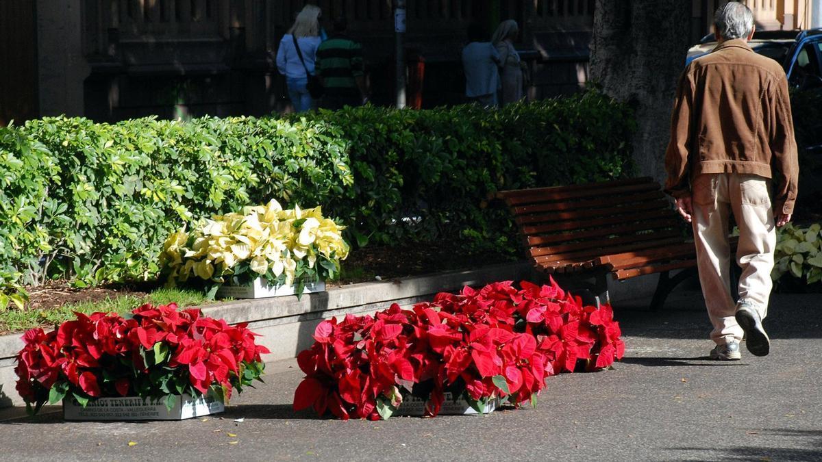 Suministro de flores de pascua para los jardines de Santa Cruz, en los meses de noviembre y diciembre.