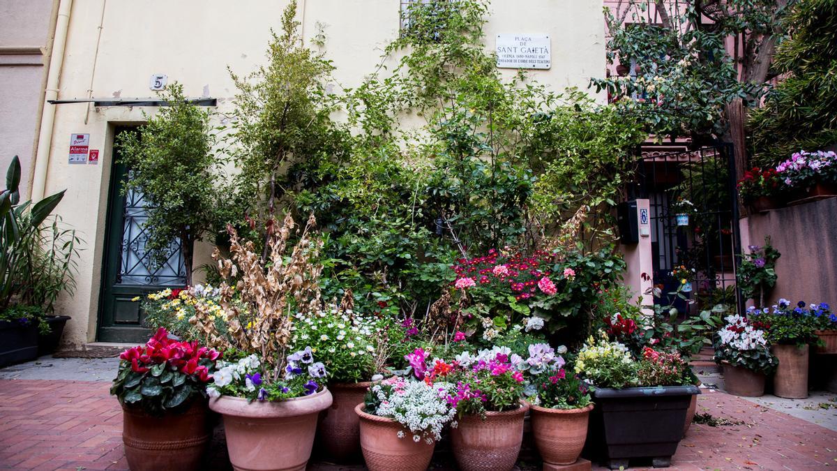 Oasis florido en la plaza de Sant Gaietà. 