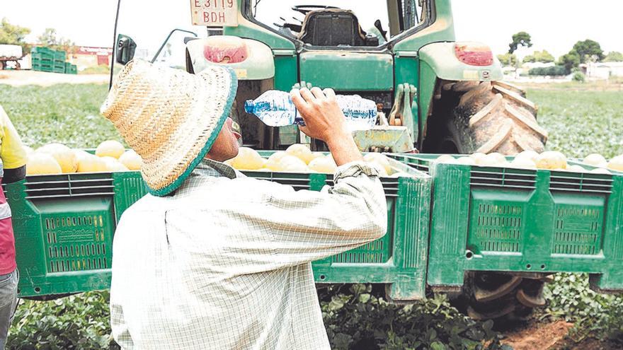 El campo murciano acapara casi la mitad de los permisos de trabajo para extranjeros