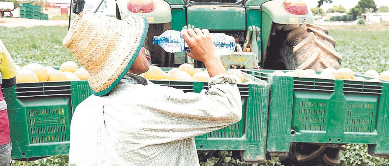 Un trabajador del Campo de Cartagena bebe agua durante su jornada laboral.