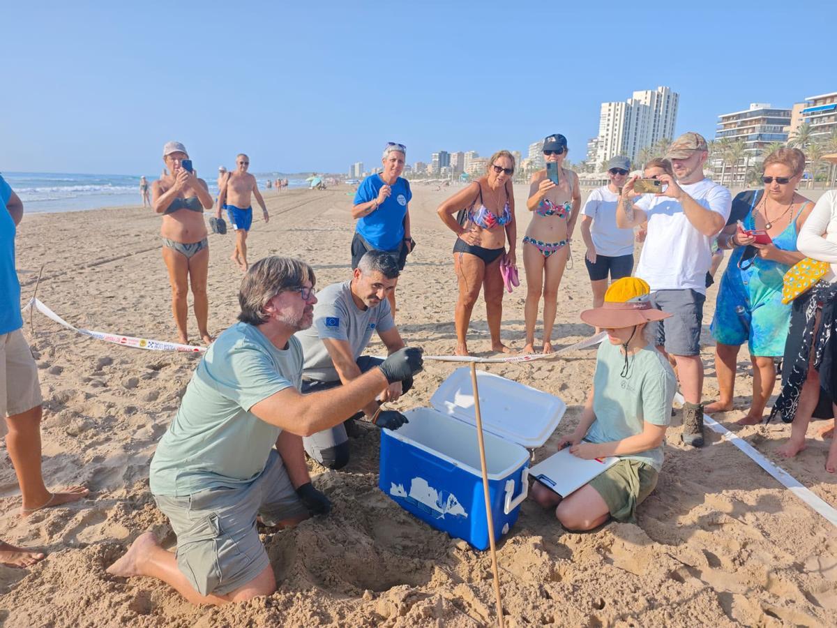 Expectación ante la nidada en El Campello