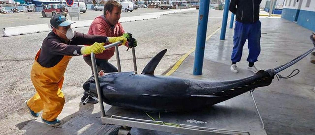 Captura de un atún rojo de más de cien kilos en el puerto de Eivissa. |  J.A.RIERA