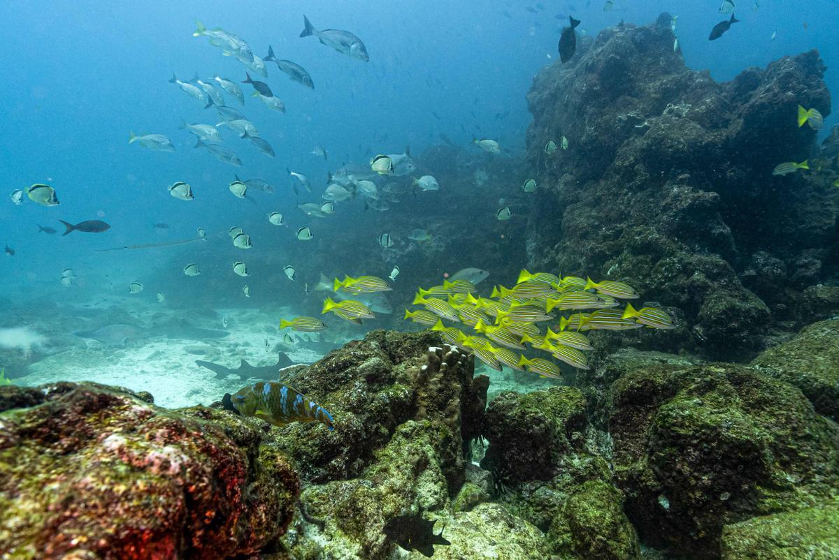 El 11 de marzo de 2024, Greenpeace instó a los gobiernos a ratificar un tratado de la ONU para la protección de los océanos para permitir la creación de una primera área marina protegida del mundo en alta mar alrededor del famoso archipiélago de Galápagos en Ecuador