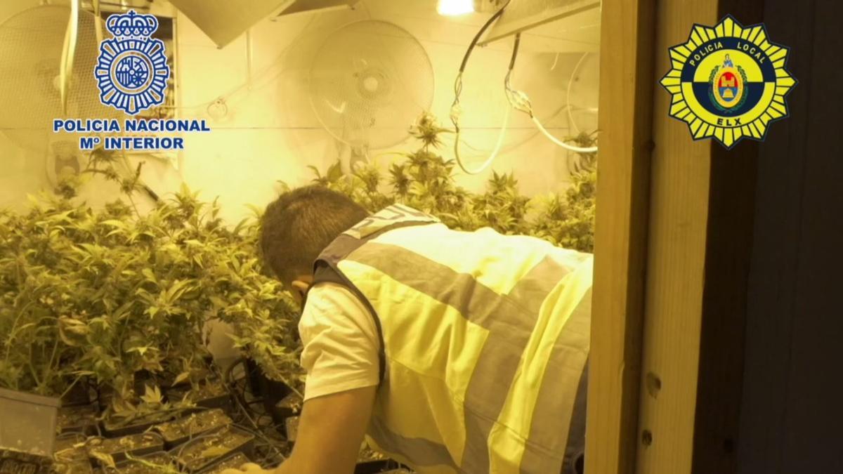 Cinco detenidos en Elche por organizar una red de cultivo y venta de marihuana