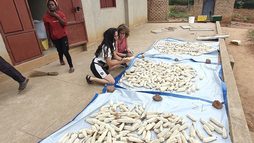Investigadores de la UMH de Elche evalúan cómo optimizar las cosechas de maíz en Uganda