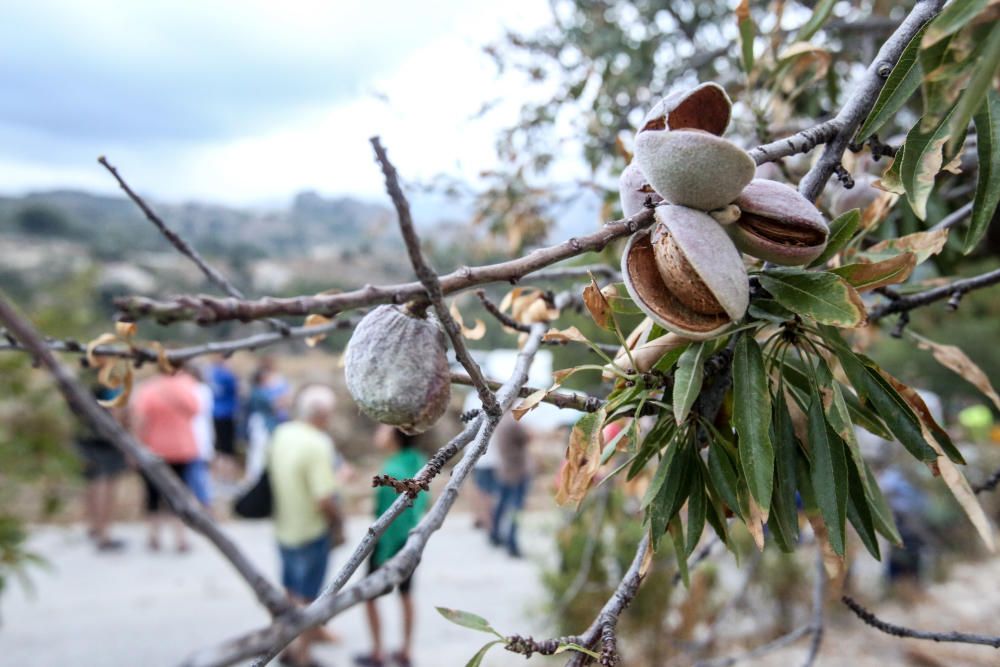 Agricultores y vecinos logran parar las máquinas que iban a triturar otra parcela afectada por la Xylella