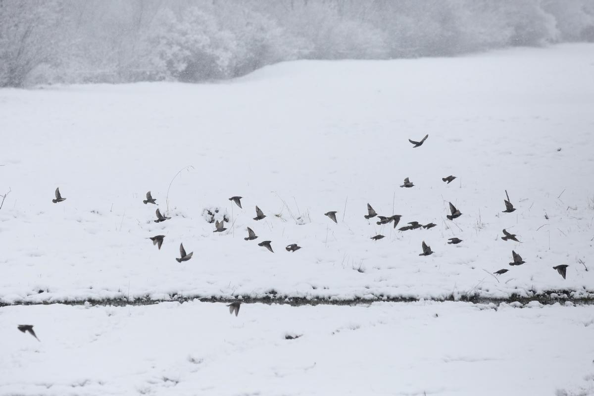 Varios pájaros se posan sobre la nieve, a 17 de enero de 2023, en León, Castilla y León (España). El temporal provocado por la borrasca Fien ha puesto en alerta amarilla por viento y nieve a León, especialmente en la zona montañosa de la provincia. Se han registrado en la provincia rachas de viento de hasta 70 kilómetros por hora y una acumulación de nieve de hasta cinco centímetros en 24 horas a partir de 1.300 metros