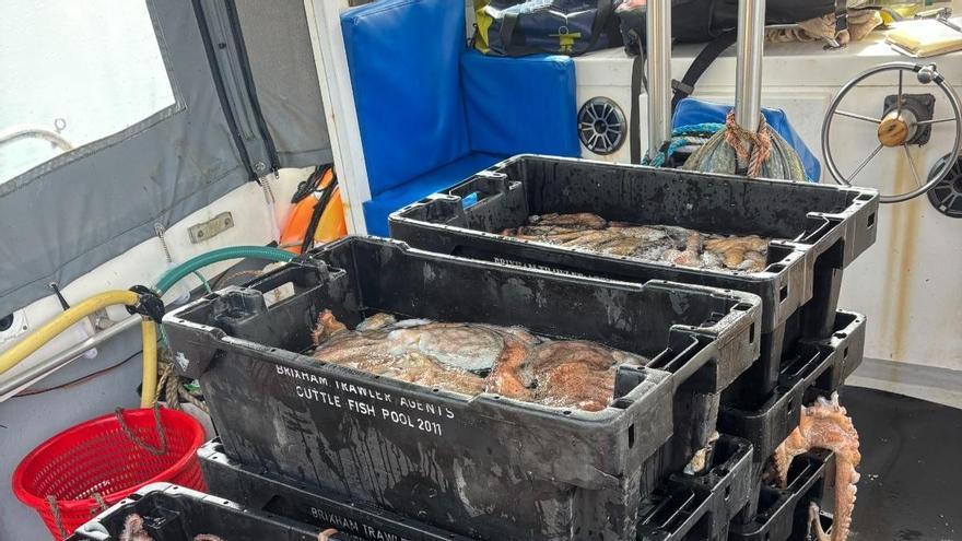 Galicia compra al extranjero 32 veces más pulpo del que produce y rompe la barrera de las 14.000 toneladas en el primer semestre del año