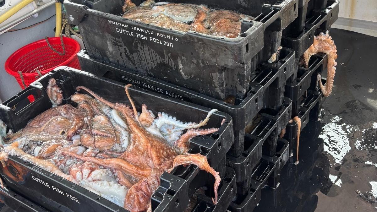 Galicia compra al extranjero 32 veces más pulpo del que produce y rompe la barrera de las 14.000 toneladas en el primer semestre del año