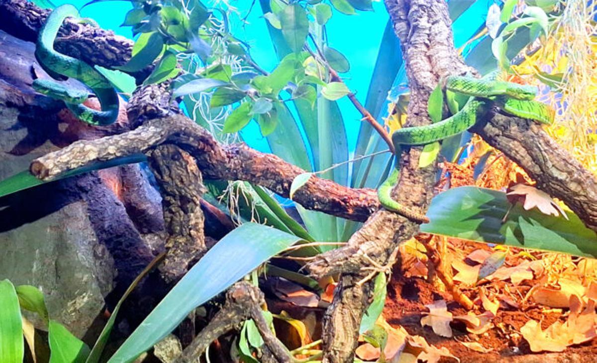 La Trimeresurus gunaleni, una víbora casi desconocida para la ciencia, se exhibe en Terra Natura Benidorm para educación y conservación.