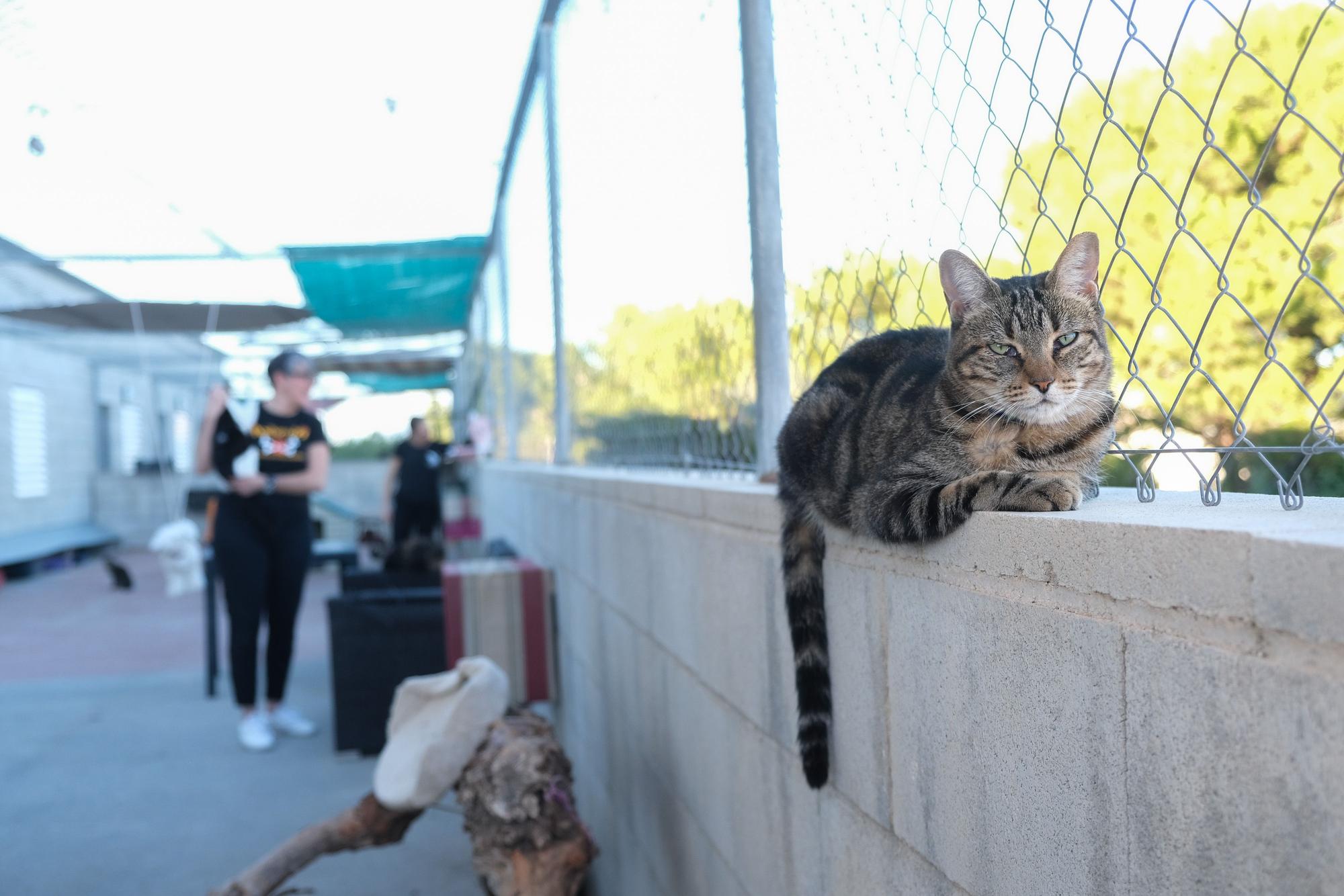 La Asociación Animalia de Guardamar trabaja en el control de colonias felinas en la localidad