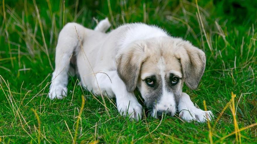 ¿Por qué mi perro se come su caca? Descubre las causas de este comportamiento