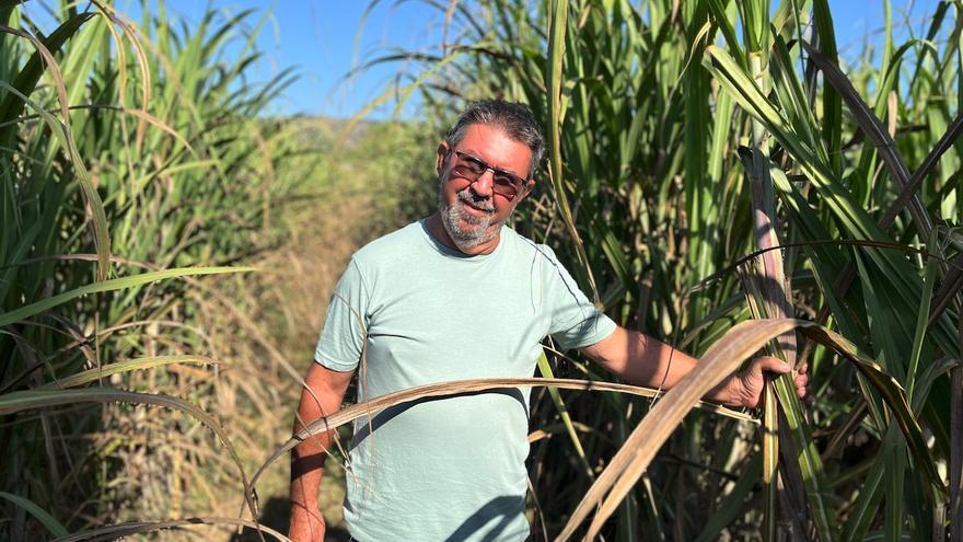 Agricultura | ¿Cuál es el pueblo que cultiva la mejor caña de azúcar de Mallorca?