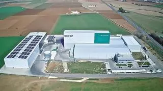 Dcoop, un gigante del aceite de oliva que resiste la sequía