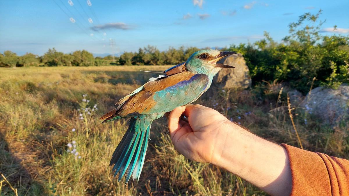 El gaig blau es consolida a l'Empordà