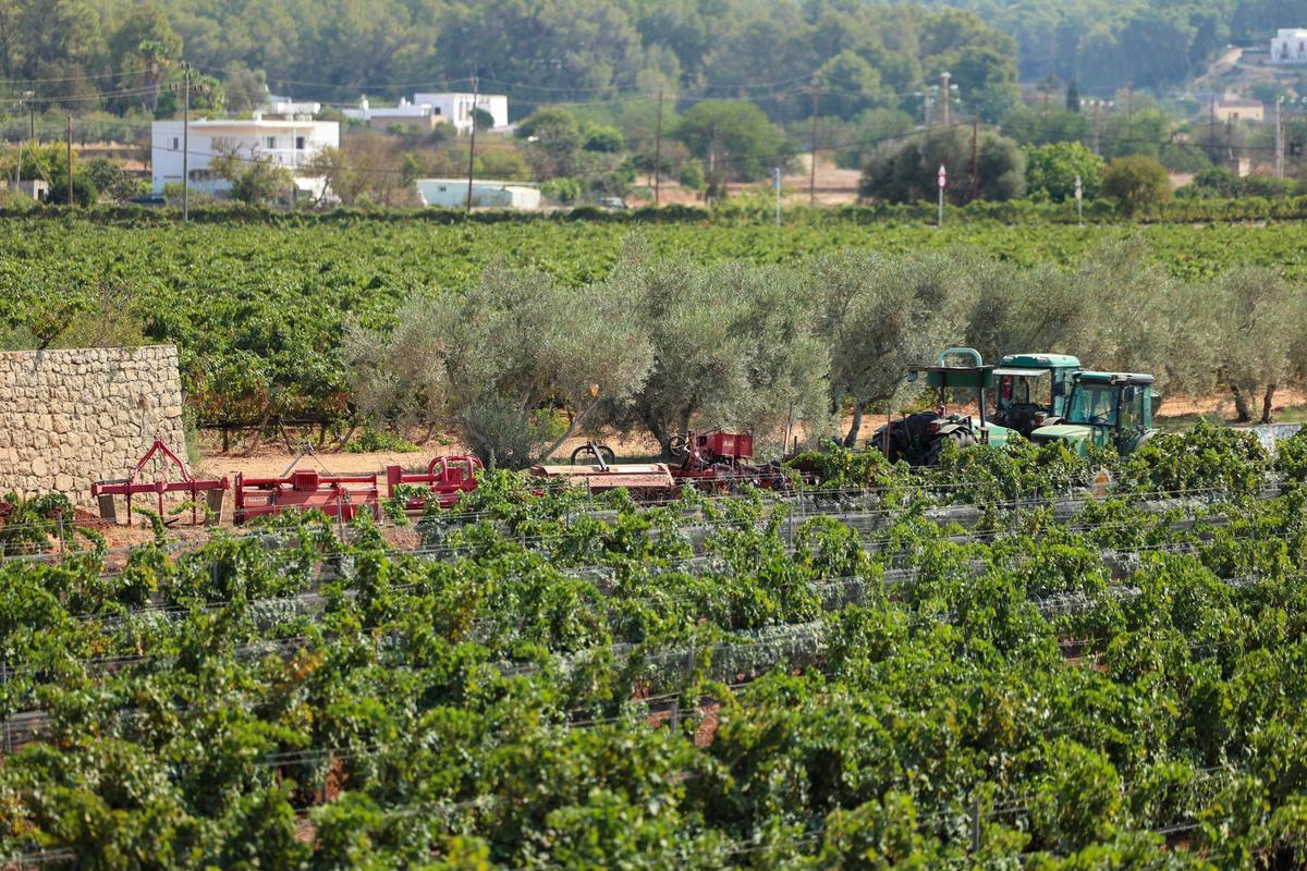 La vendimia en bodegas Can Rich en una imagen de archivo.