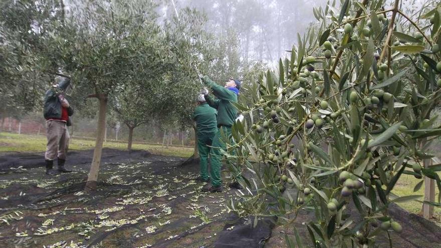 Agricultores varean los árboles de un olivar en Ourense durante la cosecha de la aceituna.