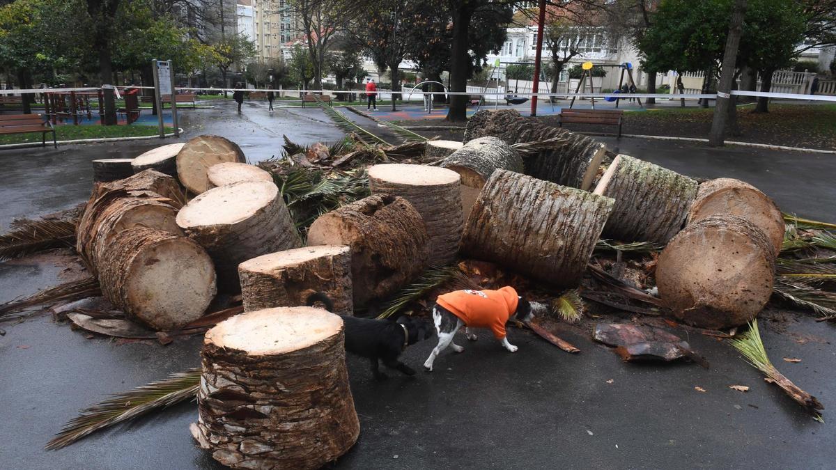 Adiós a la palmera del Campo de Marte de A Coruña