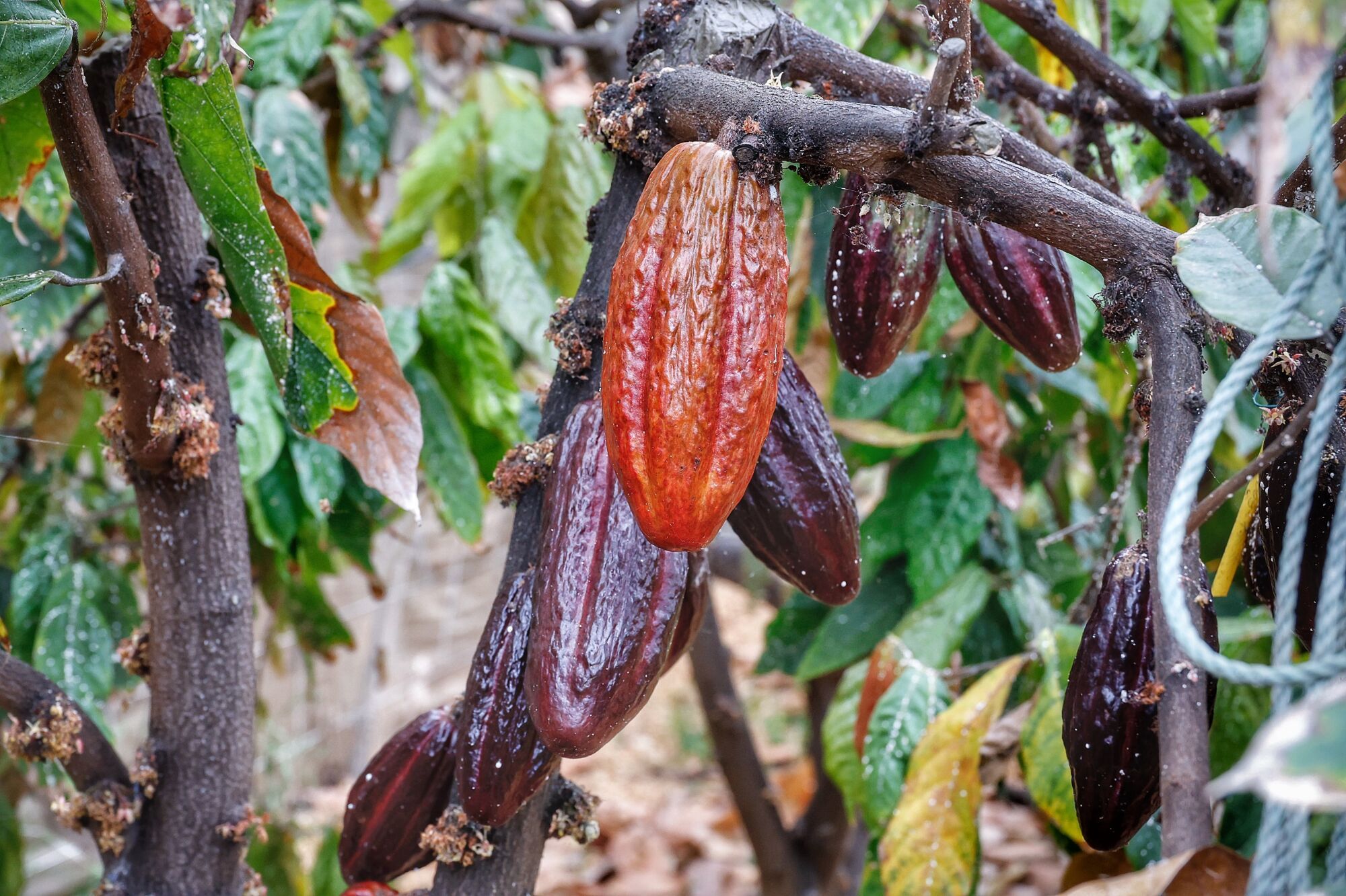 Finca de cacao en Valle de Guerra