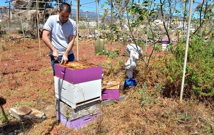 07/06/2018 EL CARACOL, TELDE. Colmenas de abejas ...