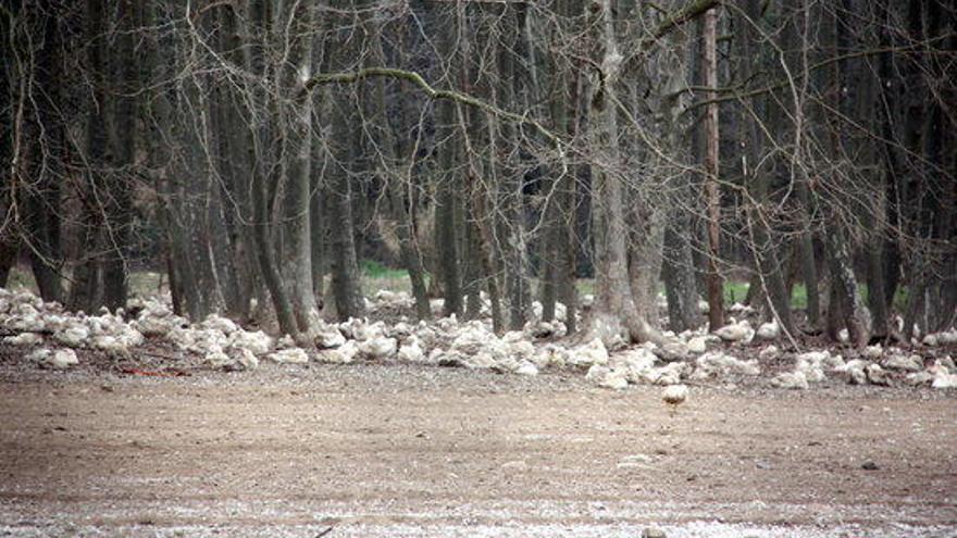 Demanen indemnitzacions per als ramaders amb animals immobilitzats pel protocol de la grip aviària