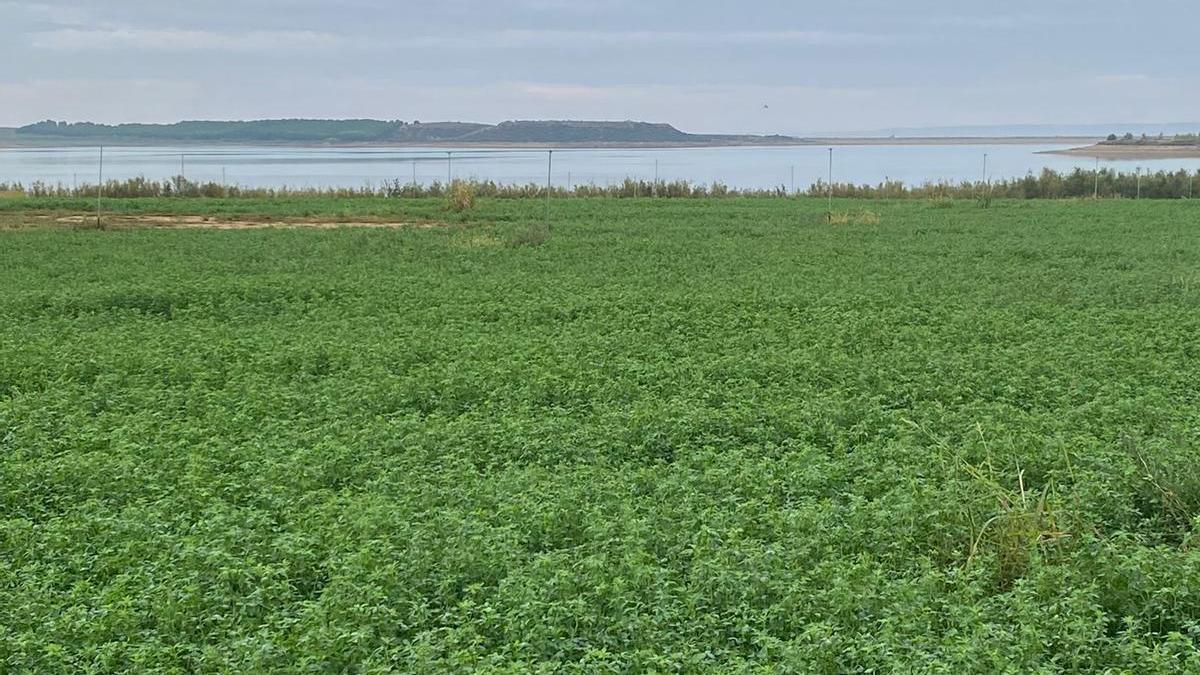 Campo de alfalfa de Nafosa.