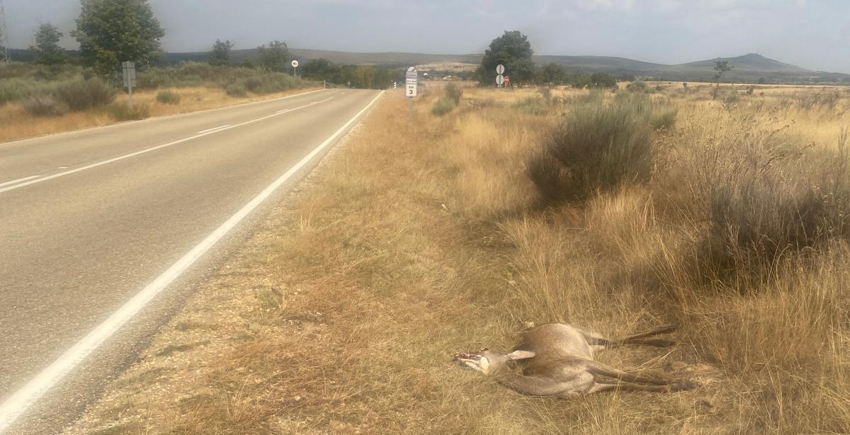 Un ciervo muerto, presumiblemente por la EHE, en la carretera de Villardeciervos a Villanueva de Valrojo
