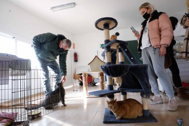 Más comodidades para los animales sin dueño en sa Coma, Ibiza