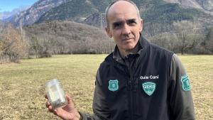 El llop que va recórrer 1.240 quilòmetres