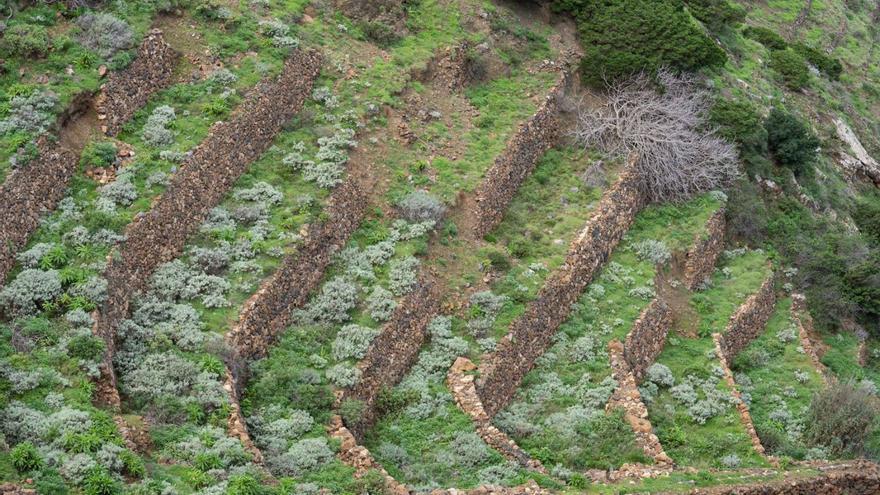 El Banco Insular de Tierras activa el uso de las primeras parcelas