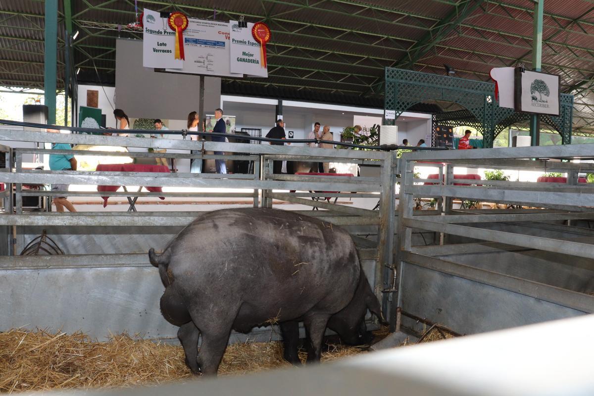 Uno de los ejemplares galardonados de Medianas de Serrano en la nave de porcino de la Feria de Zafra.