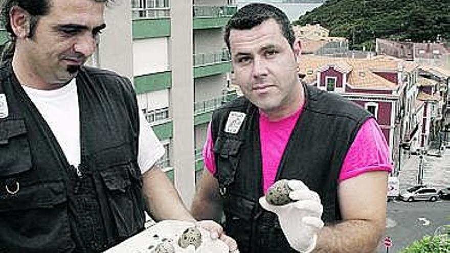 A la izquierda, Reguero y Díaz sobre el tejado, sosteniendo los huevos de una gaviota. A la derecha, Díaz los retira de un nido en Candás.