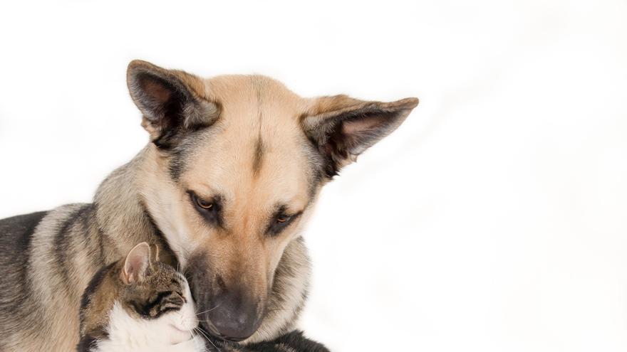 Las razas de perro que se llevan bien con los gatos