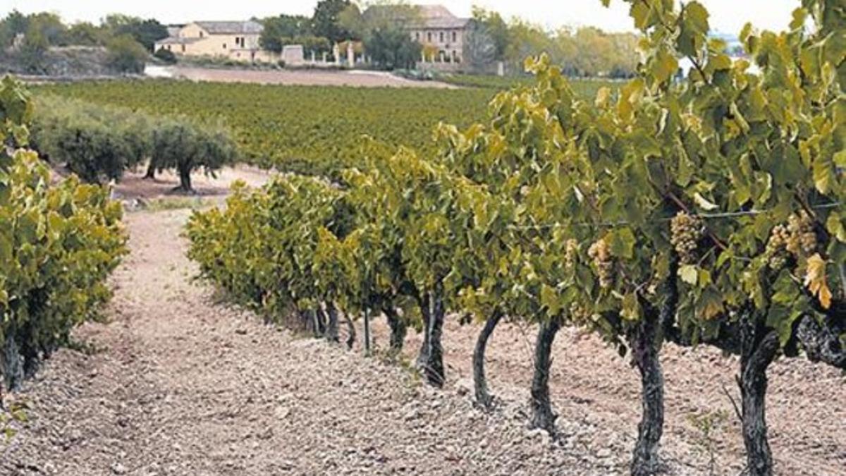 Viñas de 'xarel·lo' y 'macabeu' en el Penedès.