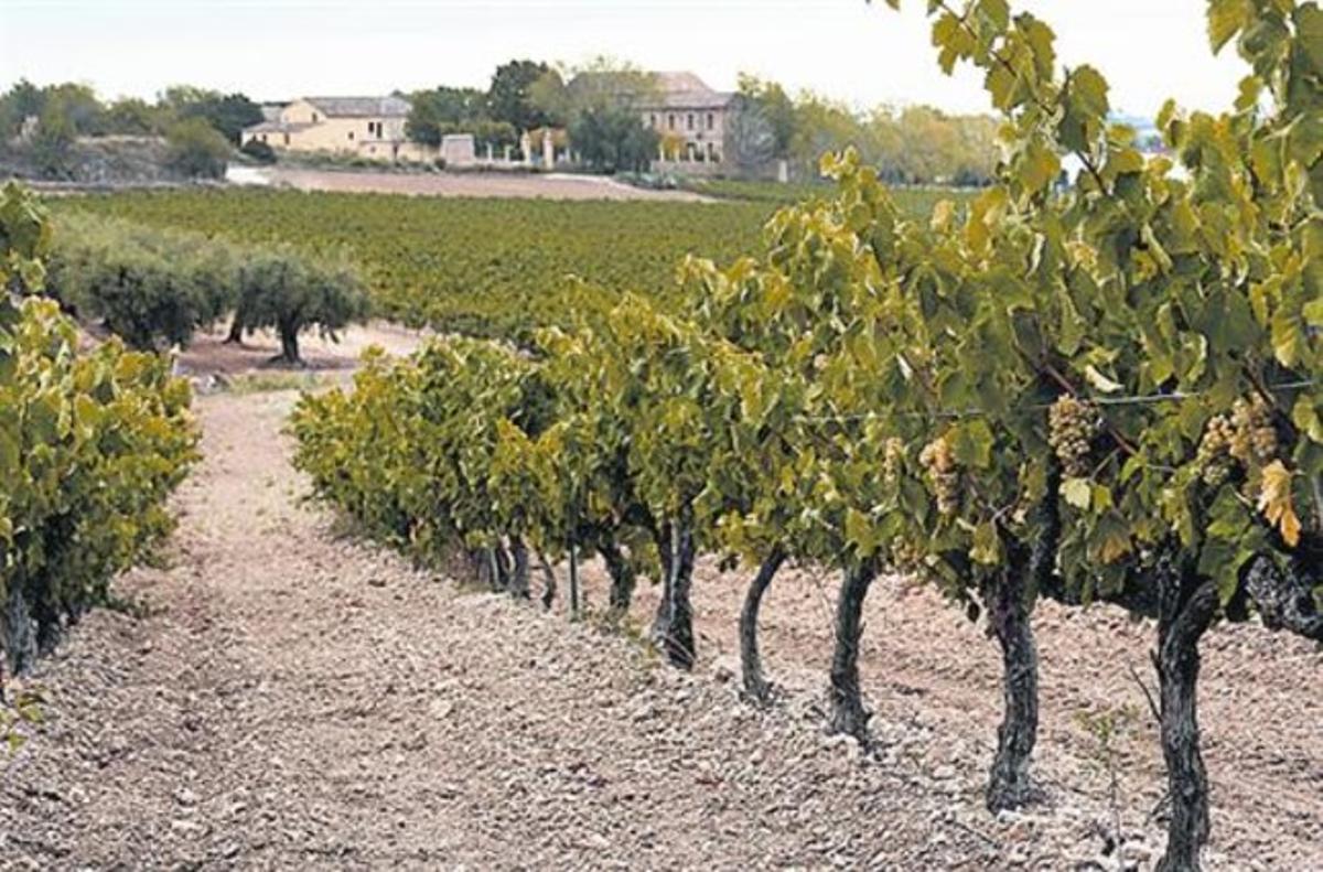 Vinyes de xarel·lo i macabeu al Penedès. Vinyes de xarel·lo i macabeu al Penedès.