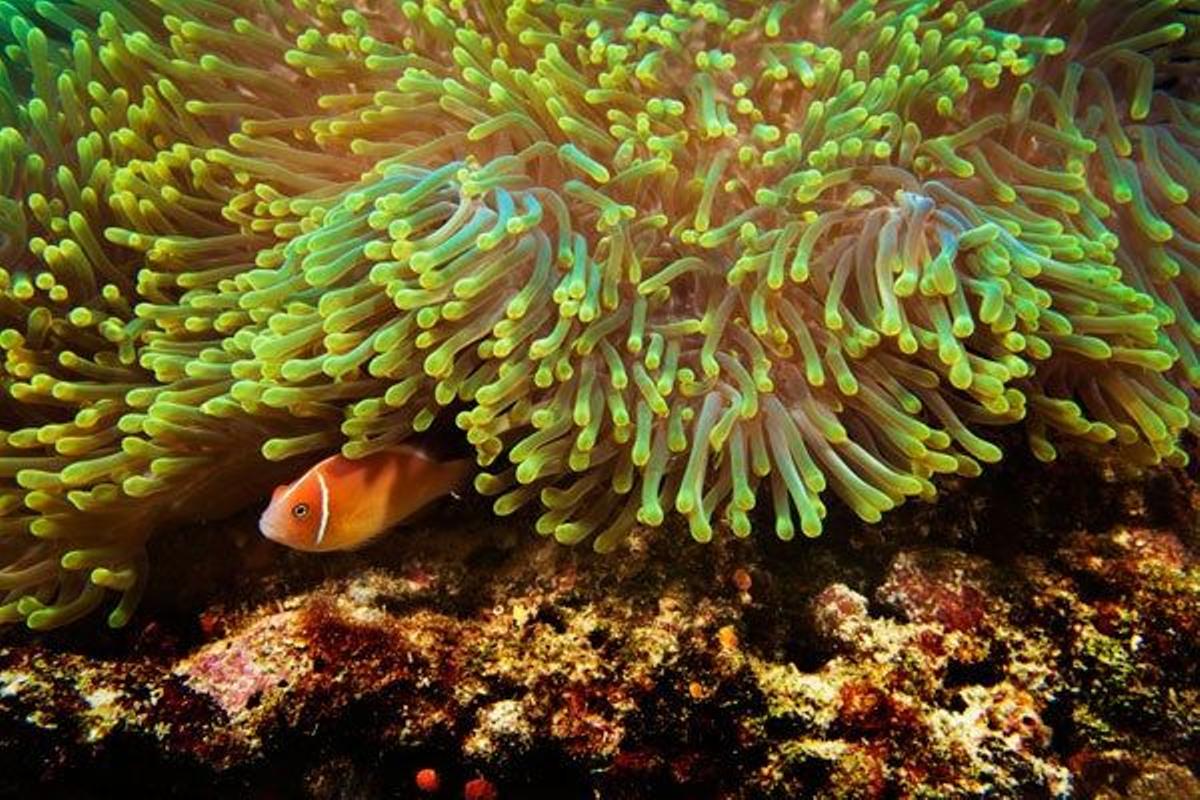 Anémonas con un pez payaso en Palaos.