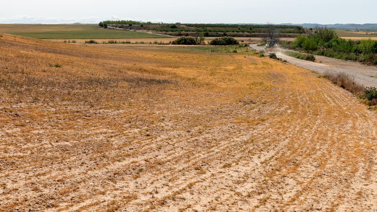 Un campo en el Pla d'Urgell, comarca colindante con Les Garrigues, en Lleida, sin regar por el cierre del Canal d'Urgell esta primavera.