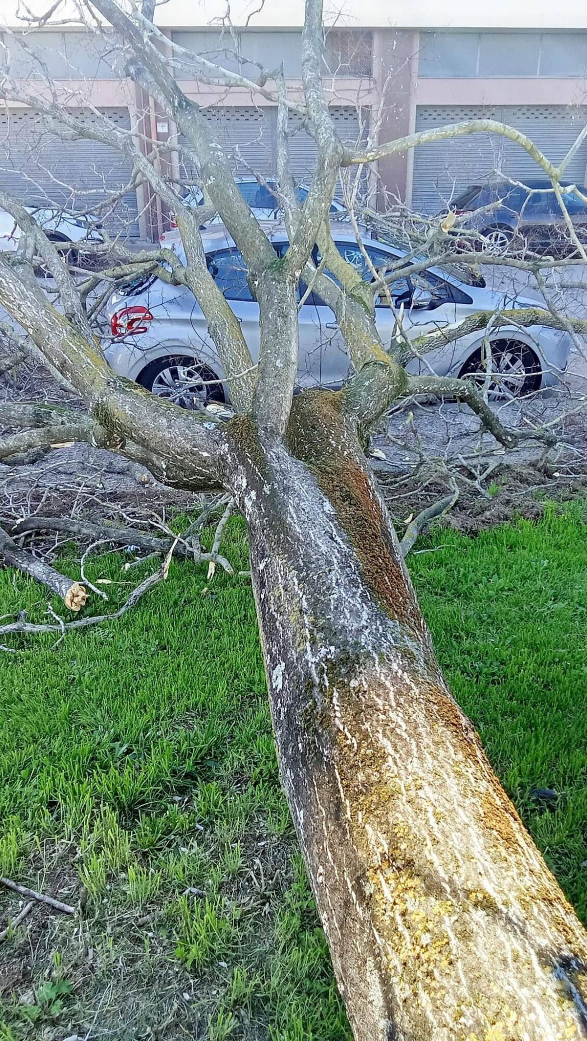 Arbres caiguts a Girona per la ventada Arbres caiguts a Girona per la ventada