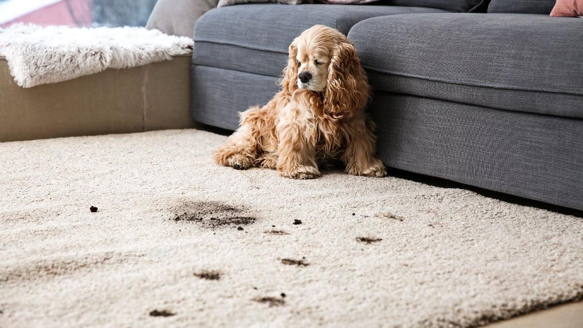LIMPIAR PATAS PERRO AL LLEGAR A CASA | Cómo limpiar las patas de tu perro al llegar a casa: el truco viral de TikTok