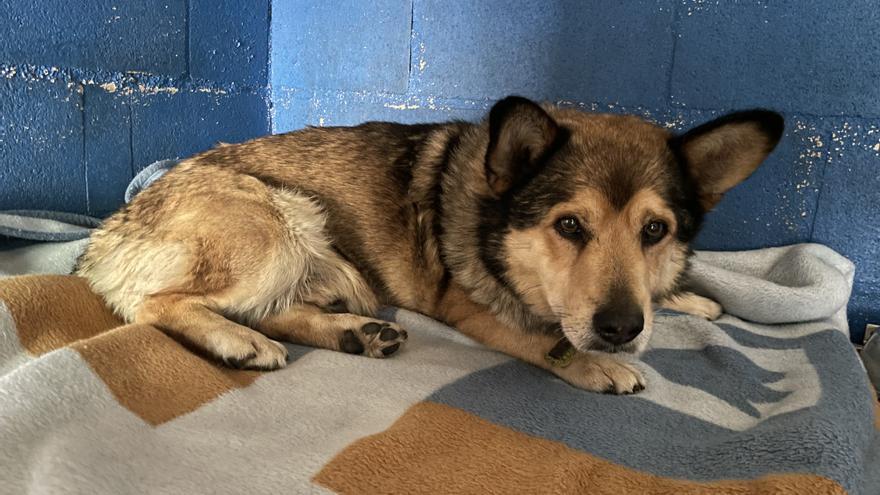 Gatocán denuncia el abandono de un perro tras sufrir un atropello en Monfero
