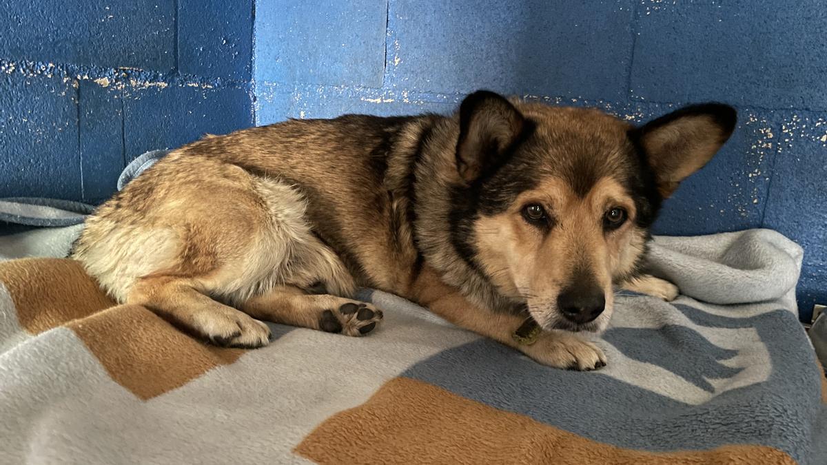 El perro atropellado en Monfero, en una imagen difundida por Gatocan.