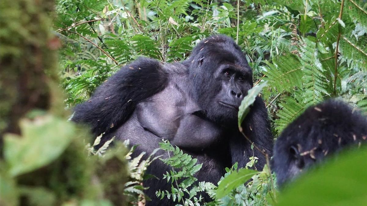 Rafiki, uno de los últimos gorilas de montaña más famosos de Uganda, cuya especie está en grave peligro de extinción y de la que solo quedan un millar de ejemplares, en el Parque Nacional del Impenetrable Bosque de Bwindi.