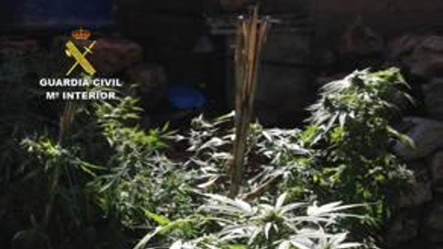 Detenido en Algaida por cultivar dos plantaciones  de marihuana