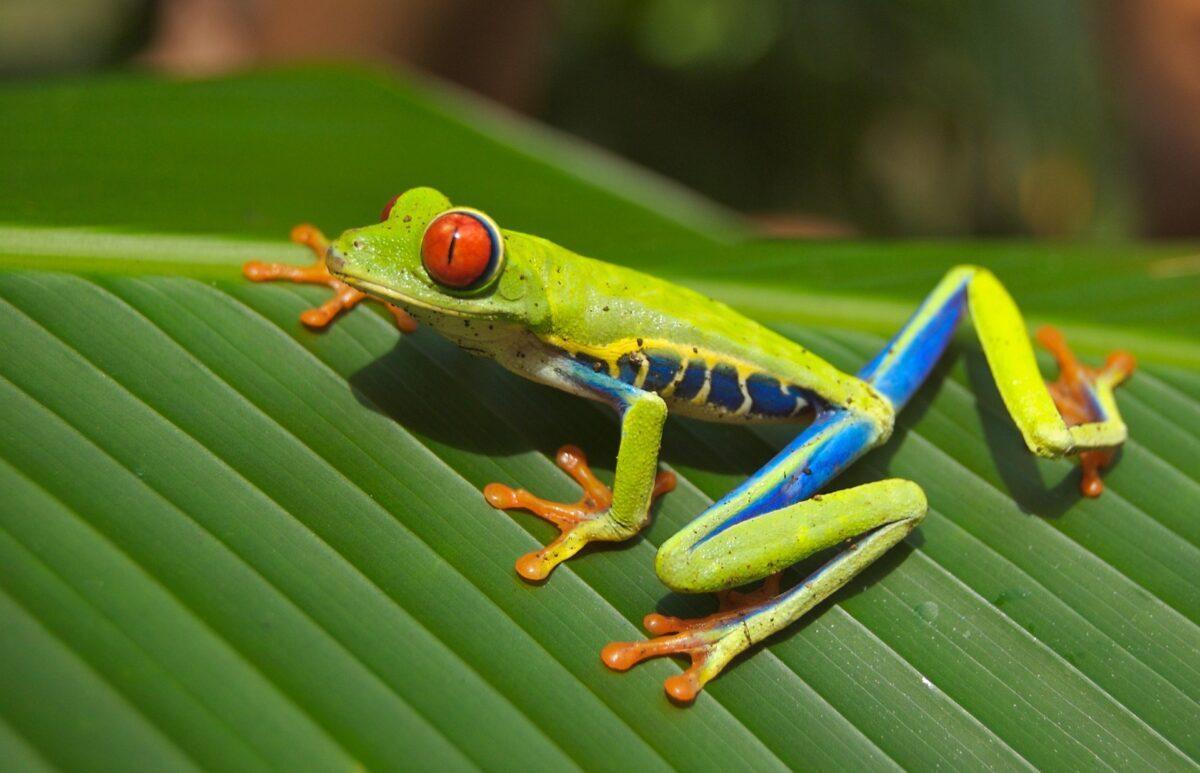 El ser humano, más letal que el cambio climático para anfibios y reptiles