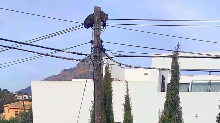 Salvan en Xàbia a un gato atrapado en lo alto de un poste telefónico
