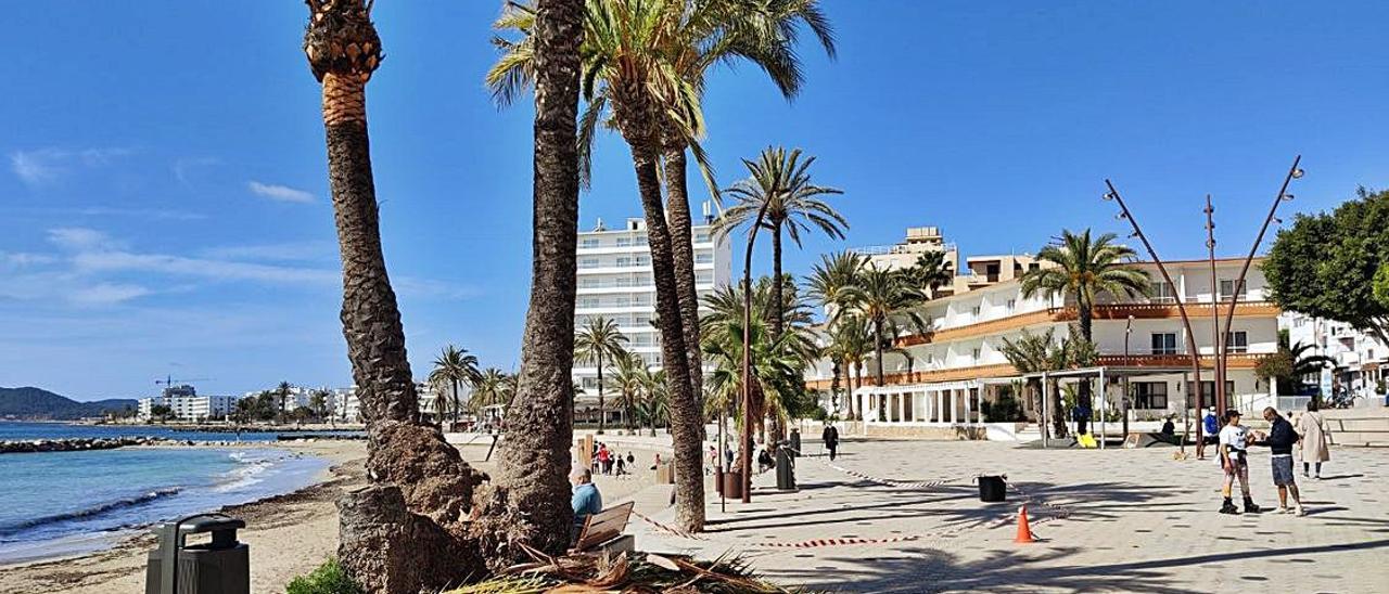 Poda de las palmeras del paseo de ses Figueretes | R.J.P.